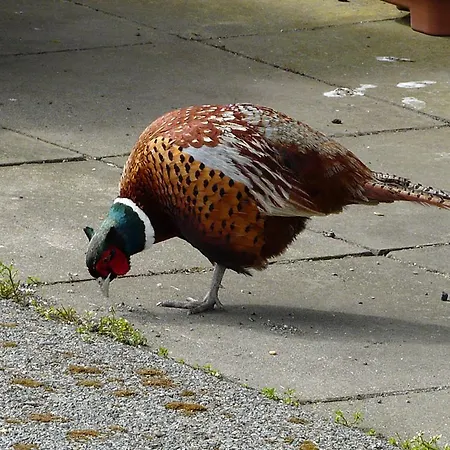 Coral Gables & ゲストハウス Rosslare Harbour
