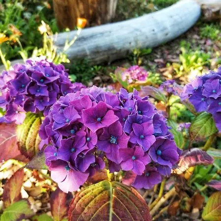 بيت ضيافة Coral Gables &