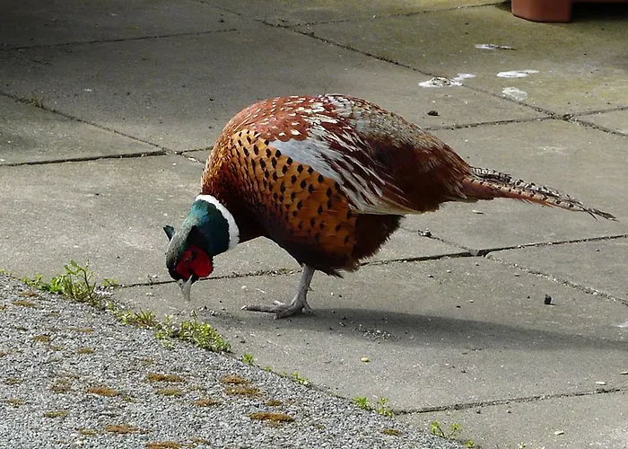 Coral Gables & Penzion Rosslare Harbour
