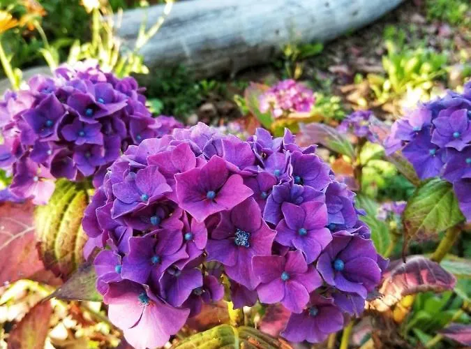 Penzion Coral Gables &